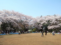 春は桜の名所として有名
