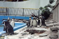 人気動物、フンボルトペンギン