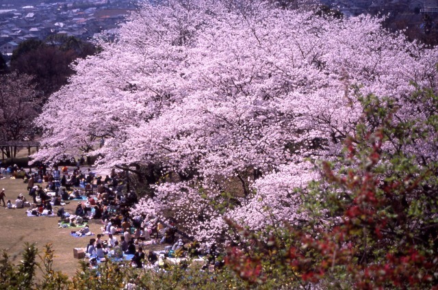 21年03月 広島市植物公園 さくらまつり情報と近くのホテル 旅館 Biglobe旅行