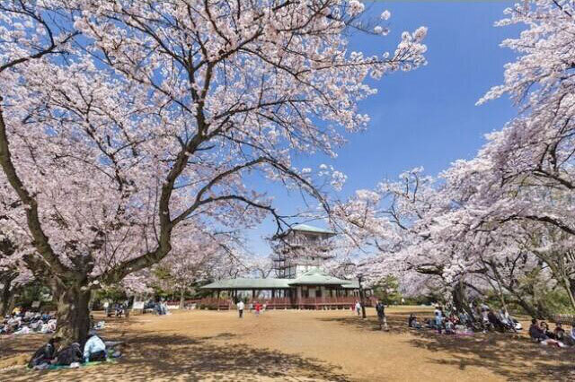 22年03月 桜 見ごろ 生田緑地情報と近くのホテル 旅館 Biglobe旅行