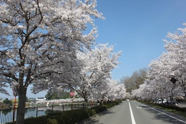 23年03月 庄原上野公園 桜まつり情報と近くのホテル 旅館 Biglobe旅行