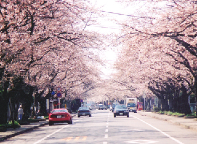 22年03月 桜 見ごろ 宇大工学部前桜並木情報と近くのホテル 旅館 Biglobe旅行