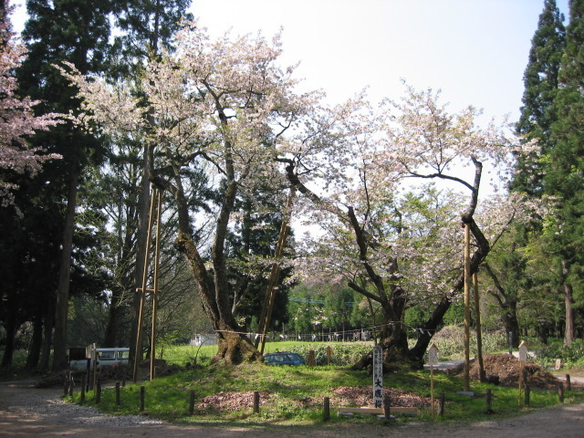 21年05月 桜 見ごろ 大鹿桜情報と近くのホテル 旅館 Biglobe旅行