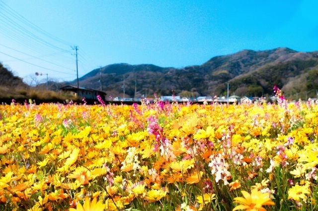 21年02月 田んぼをつかった花畑 中止となりました 情報と近くのホテル 旅館 Biglobe旅行