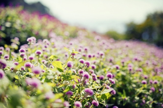 21年11月花 植物のイベント 情報と近くのホテル 旅館 Biglobe旅行