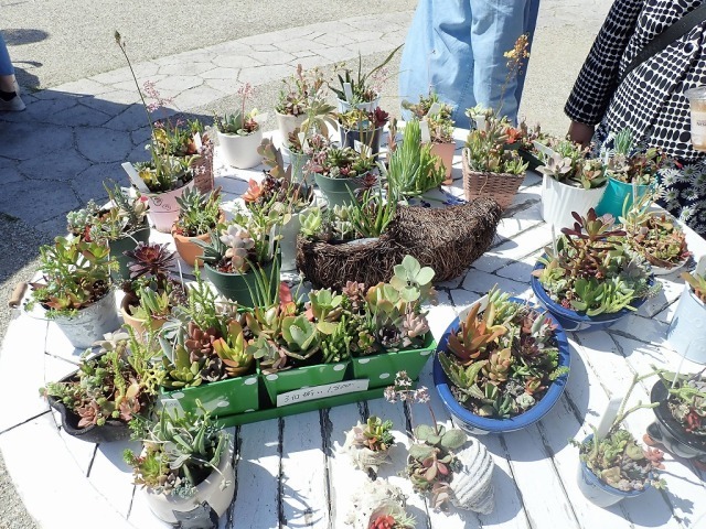 21年03月 淡路島国営明石海峡公園 多肉植物の寄せ植え体験情報と近くのホテル 旅館 Biglobe旅行