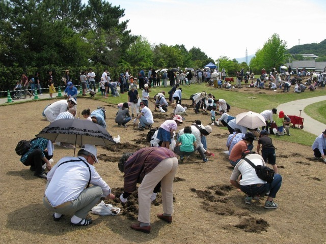 21年06月 淡路島国営明石海峡公園 チューリップの球根掘り体験情報と近くのホテル 旅館 Biglobe旅行