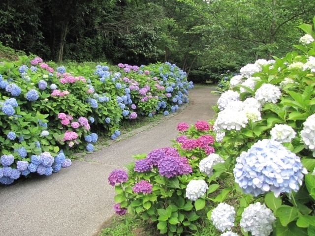 21年06月 県立淡路島公園 アジサイまつり情報と近くのホテル 旅館 Biglobe旅行