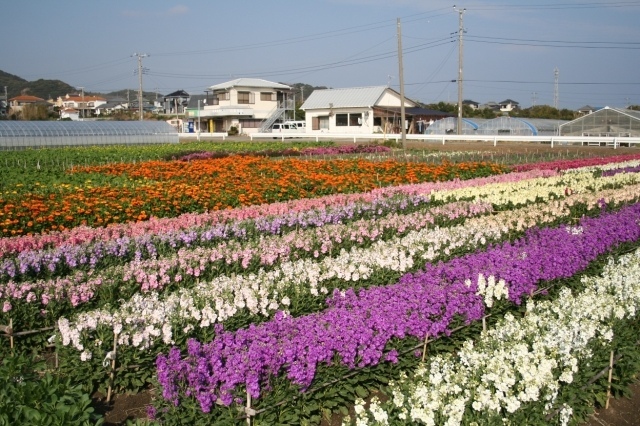 21年01月 花 見ごろ 平磯のお花畑情報と近くのホテル 旅館 Biglobe旅行