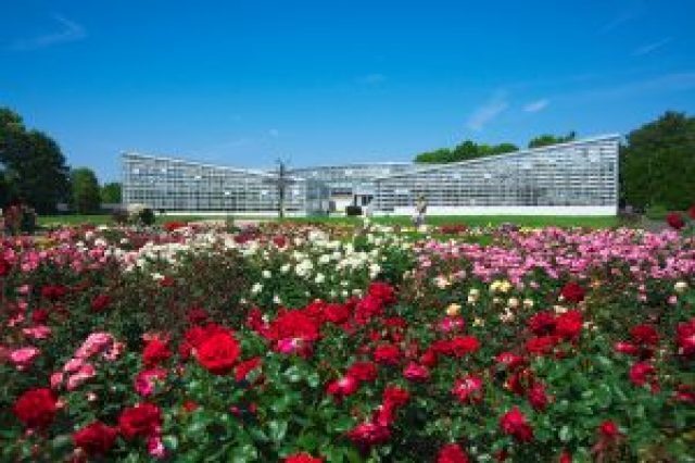 21年05月 神代植物公園 春のバラフェスタ 中止となりました 情報と近くのホテル 旅館 Biglobe旅行