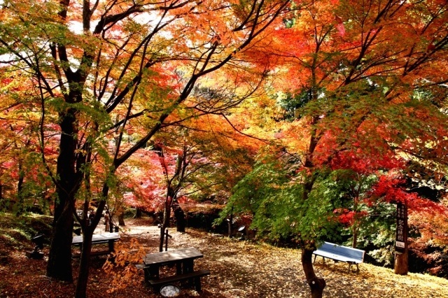 21年11月 紅葉 見ごろ 宮妻峡 水沢もみじ谷情報と近くのホテル 旅館 Biglobe旅行