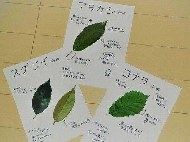2020年08月 国営昭和記念公園 ネイチャープログラム 樹木の葉っぱ図鑑作り 情報と近くのホテル 旅館 Biglobe旅行