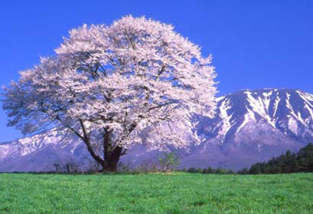 21年04月 桜 見ごろ 小岩井農場情報と近くのホテル 旅館 Biglobe旅行