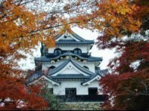 22年11月 紅葉 見ごろ 彦根城情報と近くのホテル 旅館 Biglobe旅行