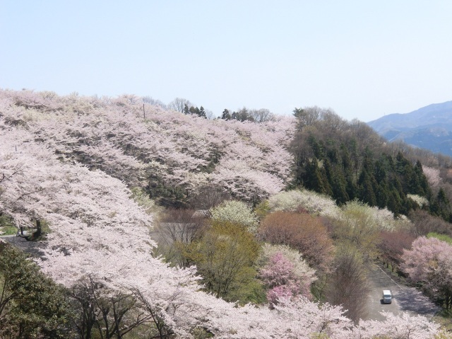 21年04月 桜 見ごろ 群馬県桜山公園 ソメイヨシノ フユザクラ情報と近くのホテル 旅館 Biglobe旅行
