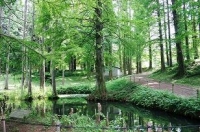 植物園写真ラクウショウの池