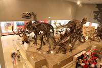 第2展示室の恐竜骨格標本。子供たちには1番人気
