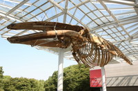 ポーチに吊るしている、全長19mナガスクジラの「ナガスケ」