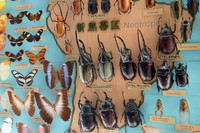 第3展示室の昆虫標本。世界中の珍しい昆虫も展示