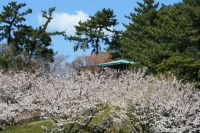 桜と展望広場