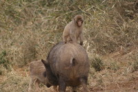 野猿公園で、イノシシの上に乗る猿