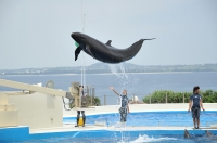 海洋博公園・沖縄美ら水族館