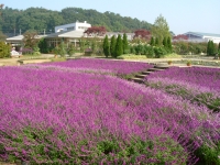 10月中旬～11月中旬に見頃を迎えるアメジストセージ。20000株の花は、まるで紫色の絨毯のよう