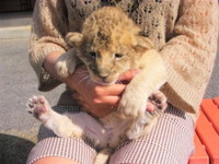 ライオンの赤ちゃん