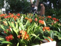 函館市 熱帯植物園