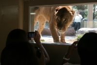 ライオン舎「プライド オブ ライオン」にてライオンと目が合う様子