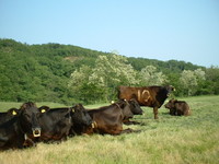 西放牧場にて　牛とニセアカシア（6月）