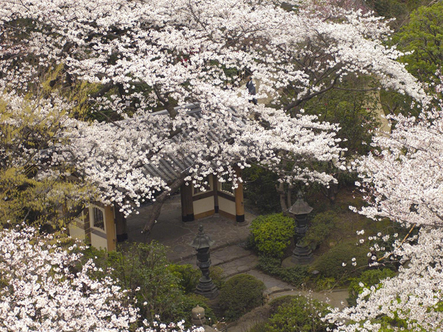 都心にいることを忘れさせる約2万平米の日本庭園