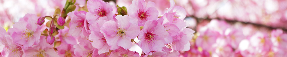 伊豆高原 河津桜を楽しめるプランがある旅館・ホテル
